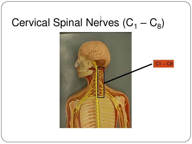 Biology 161 lab_8_spinal_cord__spinal_ne1
