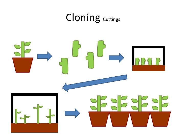 Biology revision for B1