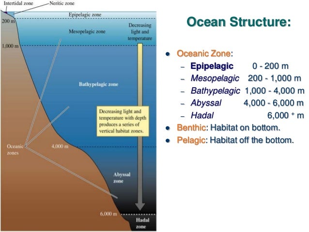 pelagic zone