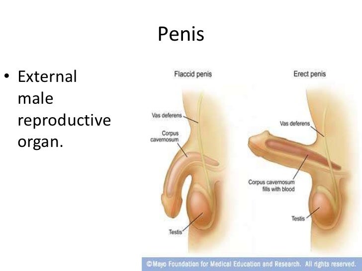 biology-393-8-728.jpg?cb=1300360102