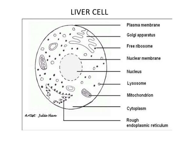 liver cell diagram biology animal cells rela alezzandrini liver cell diagram biology animal cells rela alezzandrini