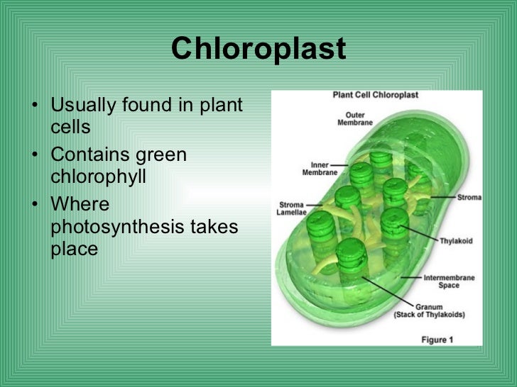 Biology cell structure function