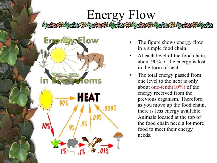 biology ecology project Ecology is a large theme, and often not given full coverage in a biology class due to time constraints below are some basic lessons on ecology and environmental science. biology ecology project Ecology is a large theme, and often not given full coverage in a biology class due to time constraints below are some basic lessons on ecology and environmental science.
