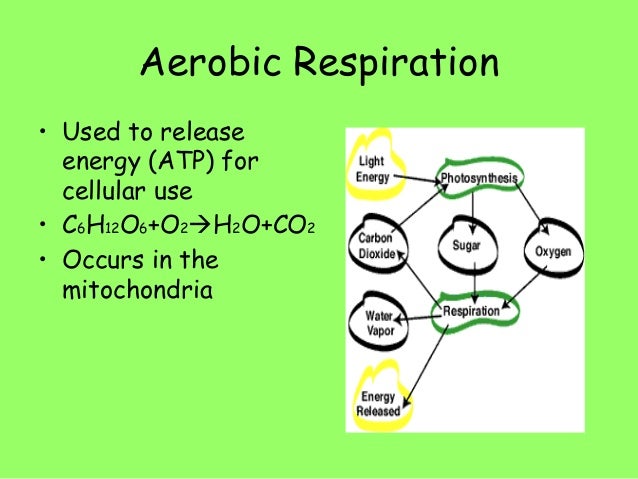 that use chemosynthesis that use chemosynthesis