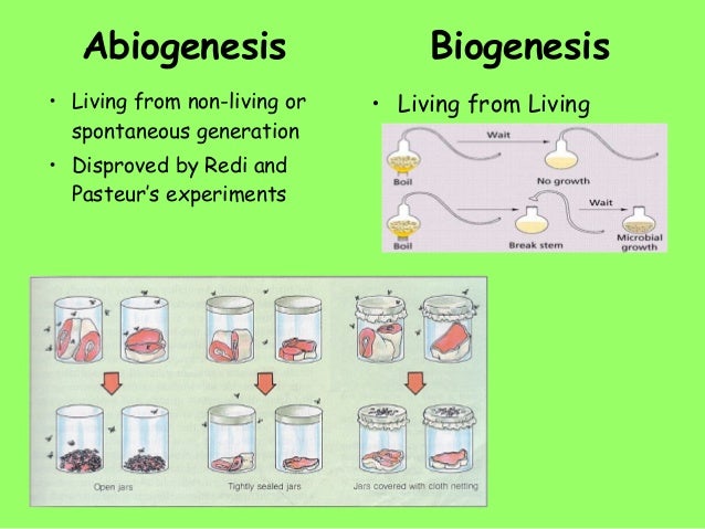 mir 451 biogenesis anti aging