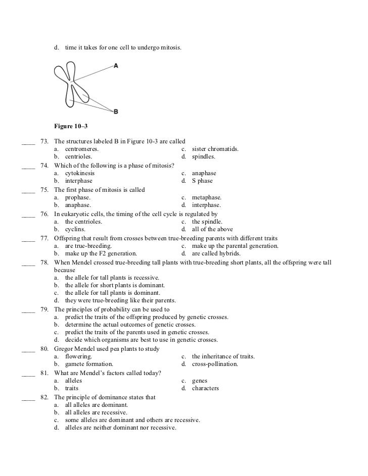 Worksheets Cell Cycle Regulation Worksheet the cell cycle and cellular division worksheet answer key adams 10 3 regulating worksheets