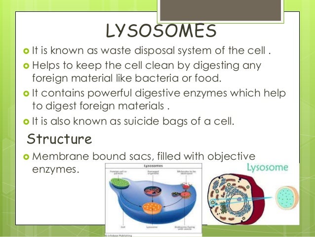 Animal Cell Diagram diagram of a cell vacuole 