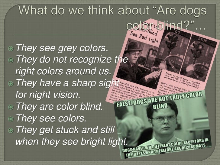 dogs colorblind are dogs color blind dogs colorblind are dogs color blind