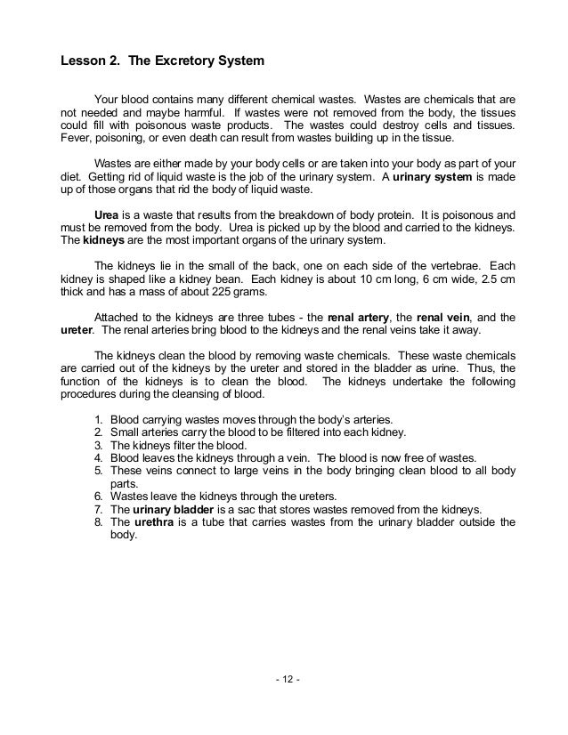 Urinary system essay
