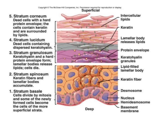 translucent cells containing keratin called translucent cells containing keratin called