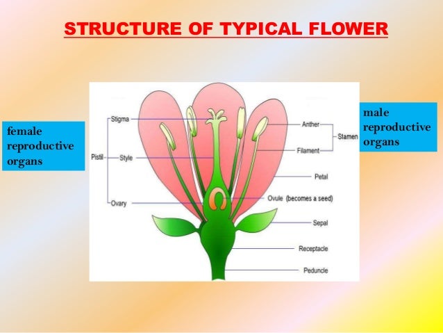 male sex organ in plants male sex organ in plants