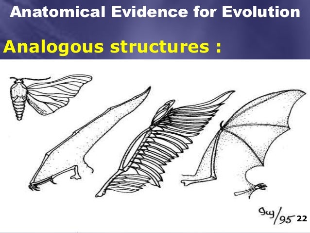 BIOLOGY - EVOLUTIONARY EVIDENCES