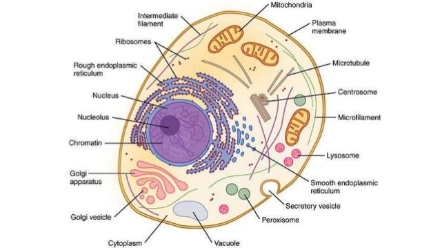 protein semisynthesis in living cells protein semisynthesis in living cells