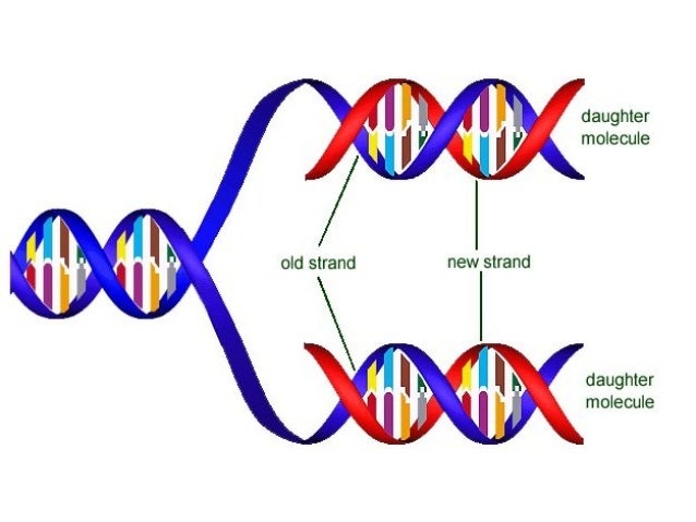 Protein synthesis essay