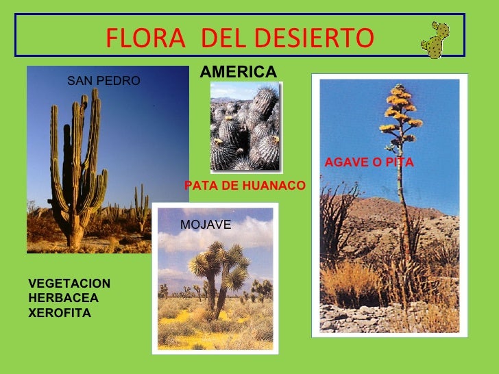 FLORA: LA FLORA EN LOS ECOSISTEMAS