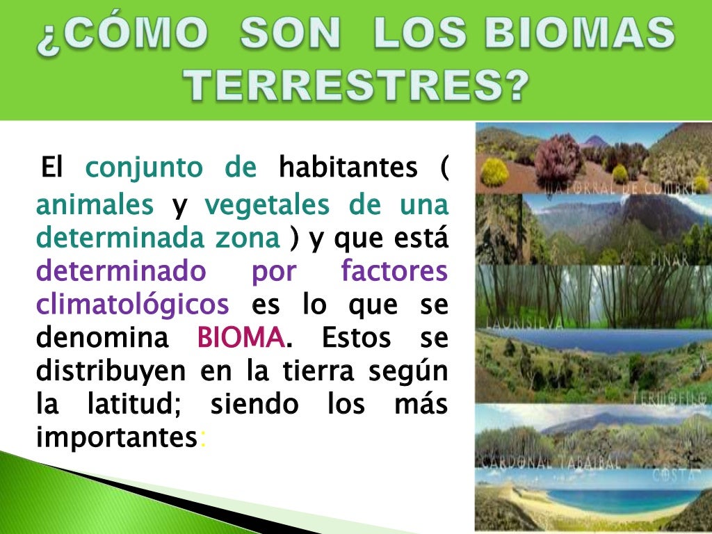 Biomas Y Ecosistemas Terrestres Del Per The Best Porn Website