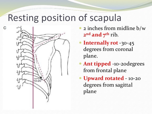 biomechanics of the shoulder biomechanics of the shoulder