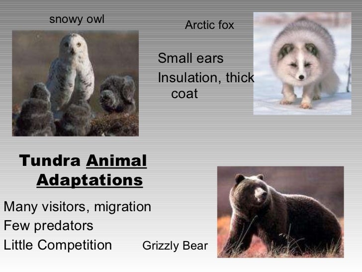 Tundra biome animals and plants adaptations