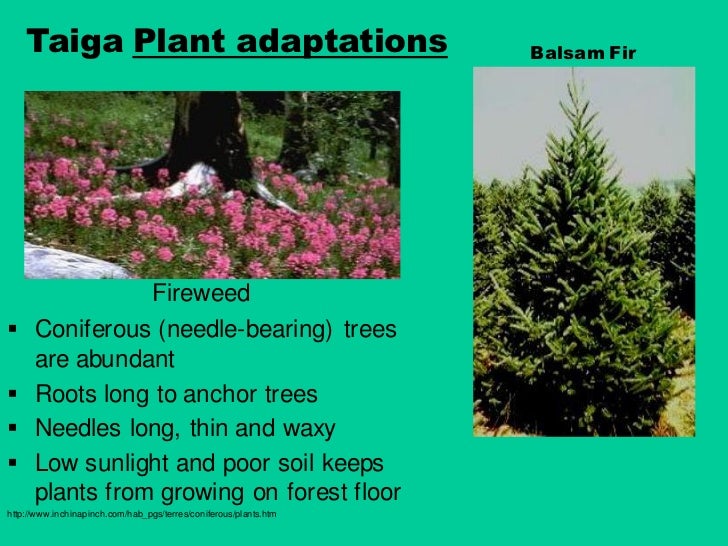 Biome presentation