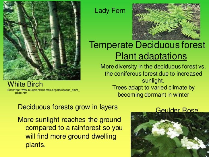 Biome presentation