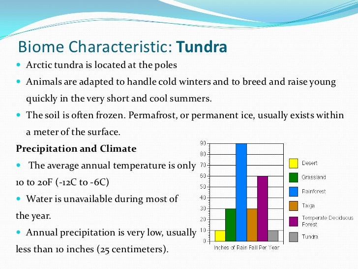 tundra animals