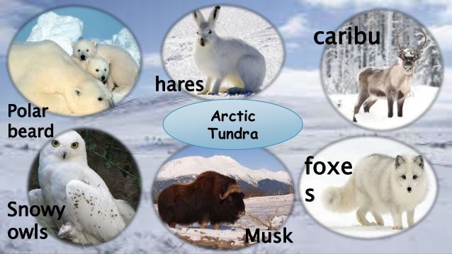 foxe s musk snowy owls...