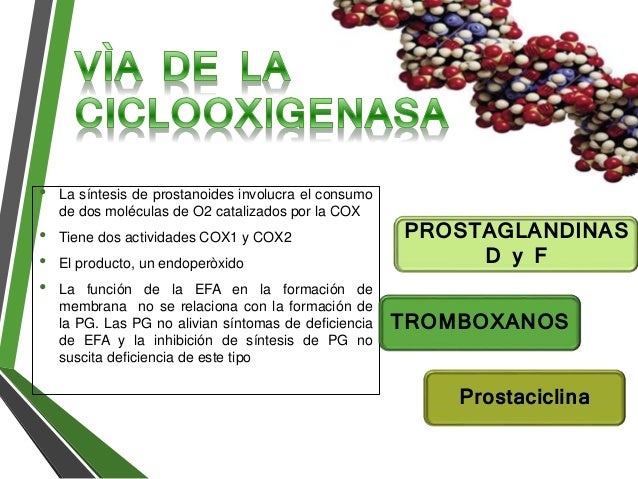 ciclooxigenasa y lipooxigenasa