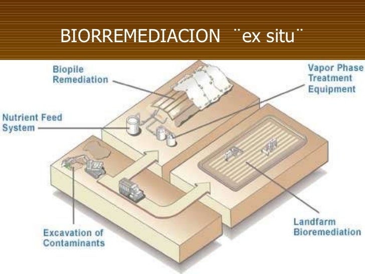http://image.slidesharecdn.com/biorremediaciondesuelosaguayaire-111107201914-phpapp02/95/biorremediacion-de-suelos-agua-y-aire-63-728.jpg?cb=1320697340