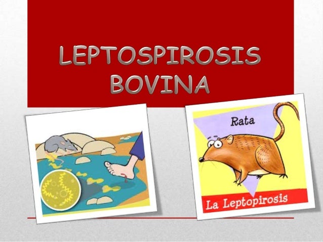 LEPTOSPIROSIS EN BOVINO leptospirosis en bovino: