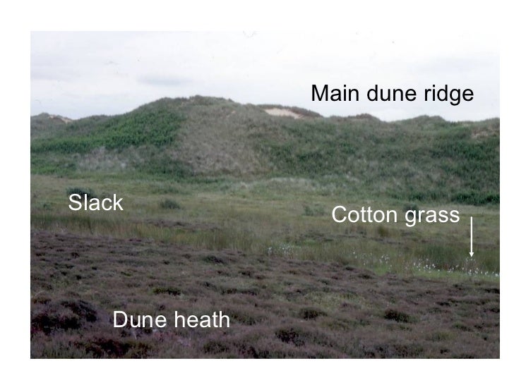sand dune succession essay Sand dunes coursework introduction - hayling island - a-level they geography coursework sand dunes are formed on large sandy shores, where the sand is able to dry out. sand dune succession essay Sand dunes coursework introduction - hayling island - a-level they geography coursework sand dunes are formed on large sandy shores, where the sand is able to dry out.