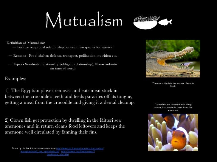 symbiotic relationships mutualism essay symbiotic relationships mutualism essay