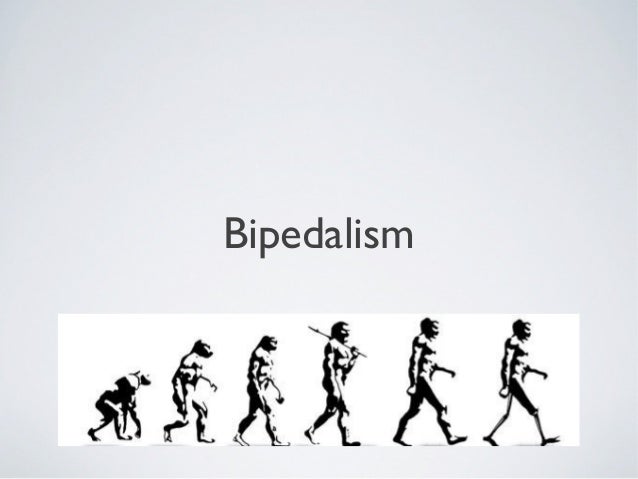 Bipedalism thesis 06 picture