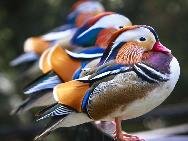 amazing-birds-1-728.jpg