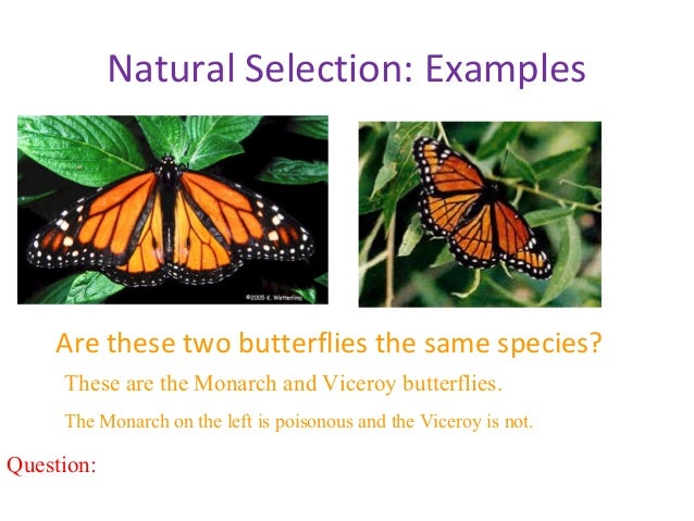 Natural Selection Examples Moths Natural Selection Examples Moths