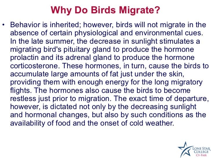 bird migration presentation bird migration presentation