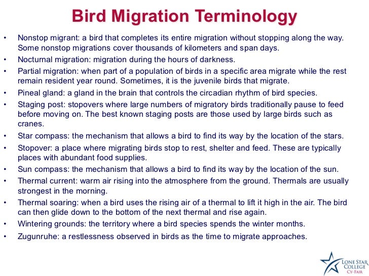 bird migration presentation bird migration presentation