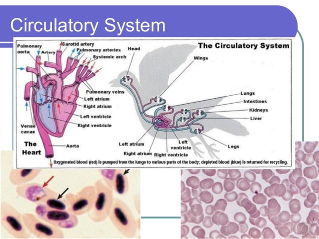 bird circulatory system bird circulatory system
