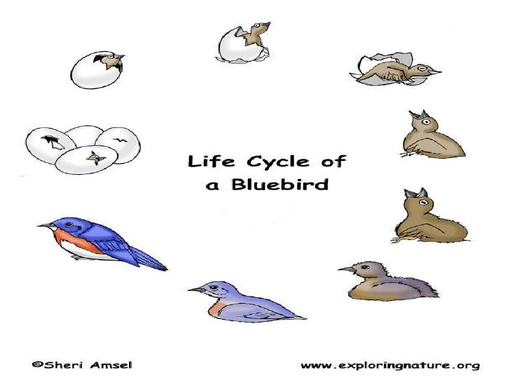 bird life cycle bird life cycle
