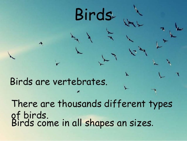 Birds
Birds come in all shapes an sizes.
There are thousands different types
of birds.
Birds are vertebrates.