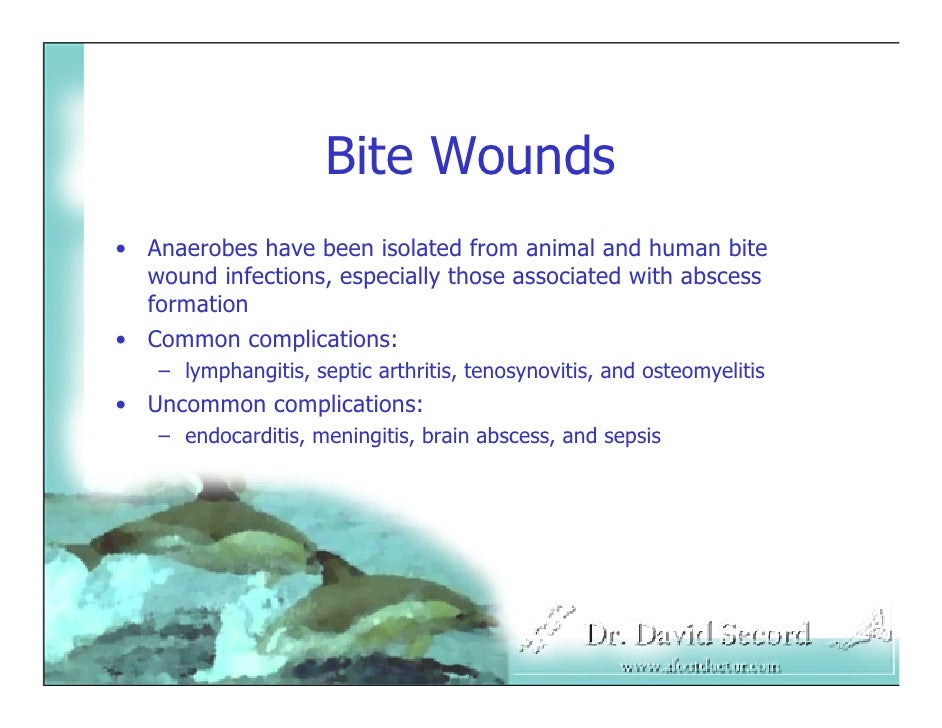Bite Wound Lecture