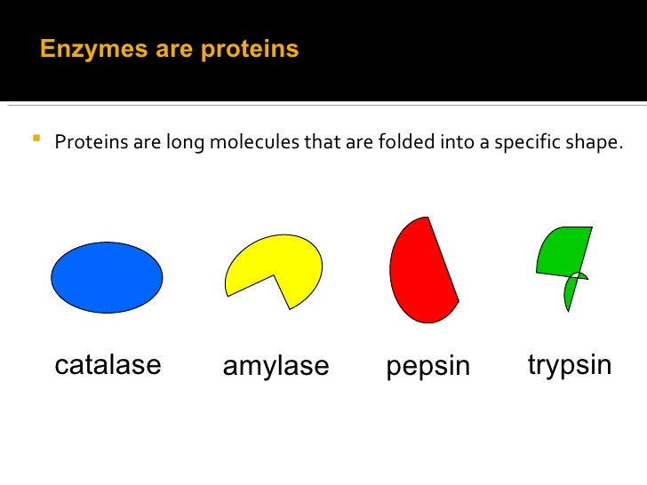 effects of ph on catalase activity effects of ph on catalase activity