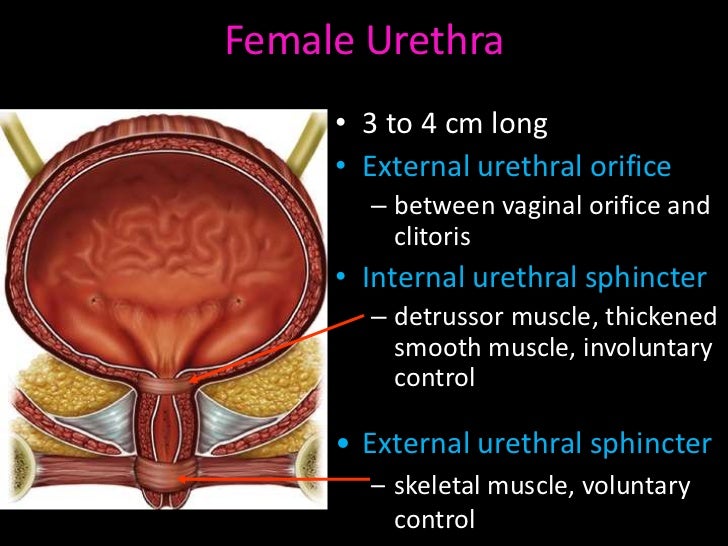 Bladder and injuries