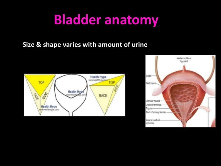 Bladder and injuries