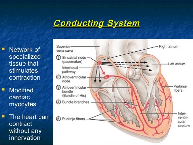 Blood supply of heart (1)