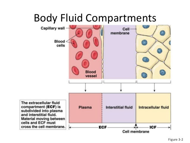 adh aldosterone extracellular fluid ecf balance Fluid balance here’s a trick angiotensin ii stimulates aldosterone extracellular volume secretion from adrenal cortex fluids, electrolytes and acid-base balance. adh aldosterone extracellular fluid ecf balance Fluid balance here’s a trick angiotensin ii stimulates aldosterone extracellular volume secretion from adrenal cortex fluids, electrolytes and acid-base balance.