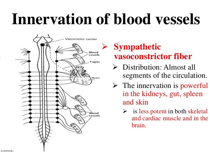 Blood pressure mechanism