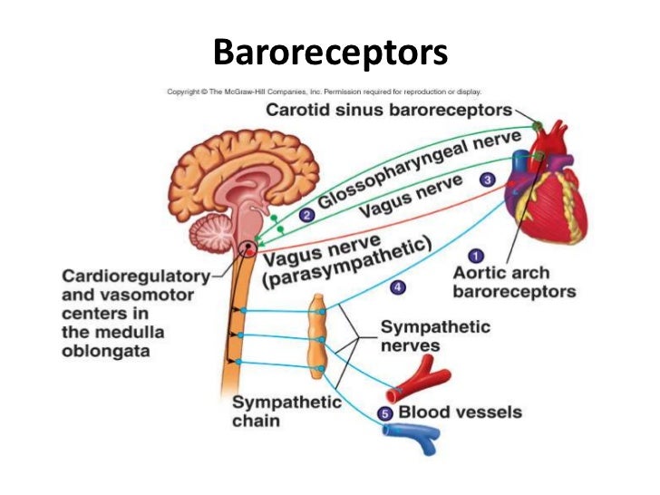Blood pressure mechanism