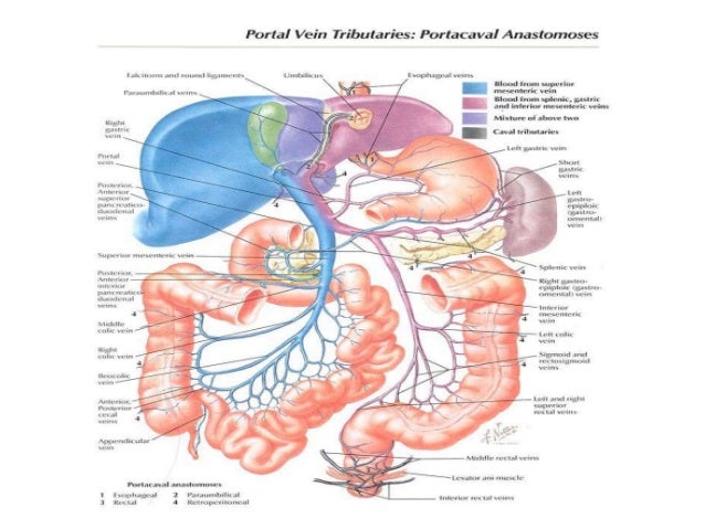 Blood supply, lymphatic drainage and nerves of the gastrointestinal s…