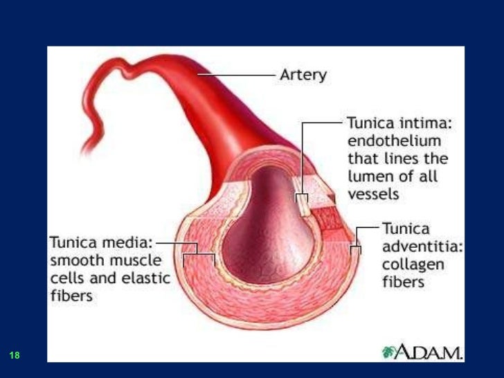 Blood vessels.2.