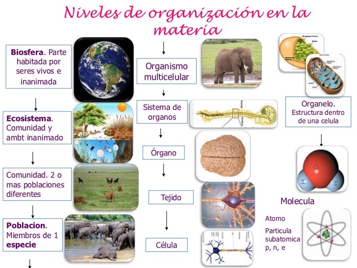 Blooque 1 Biología